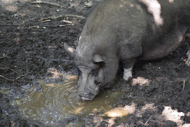 盟赛程设计 盟赛程设计